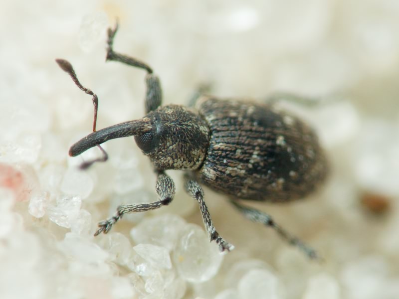 Smicronyx jungermanniae (Reich, 1797)